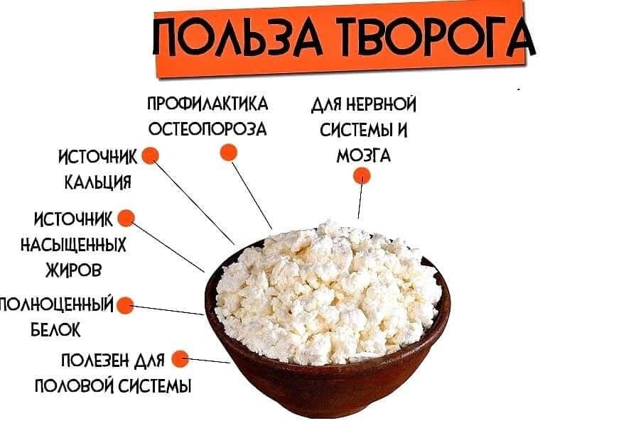Творог: польза, проверка натуральный ли, состав, обезжиренный