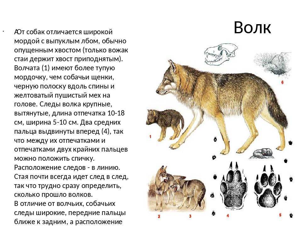 Как отличить щенка от волчонка - вопросы
