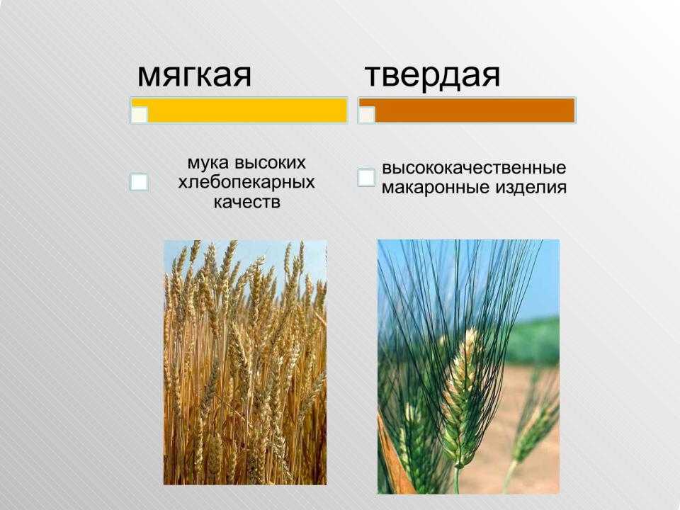 Ячмень и пшеница: какова разница?
