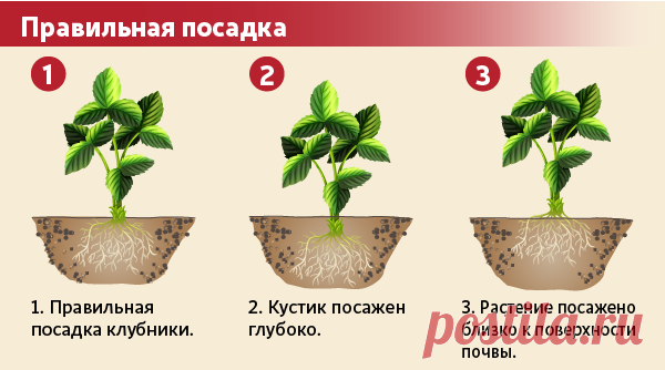 Чем отличаются мужские кусты клубники от женских, и как научиться их различать