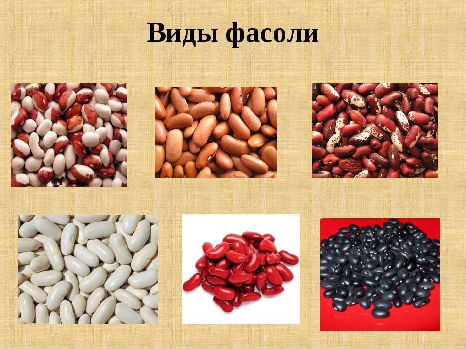 Какая фасоль полезнее белая или красная, чем отличается