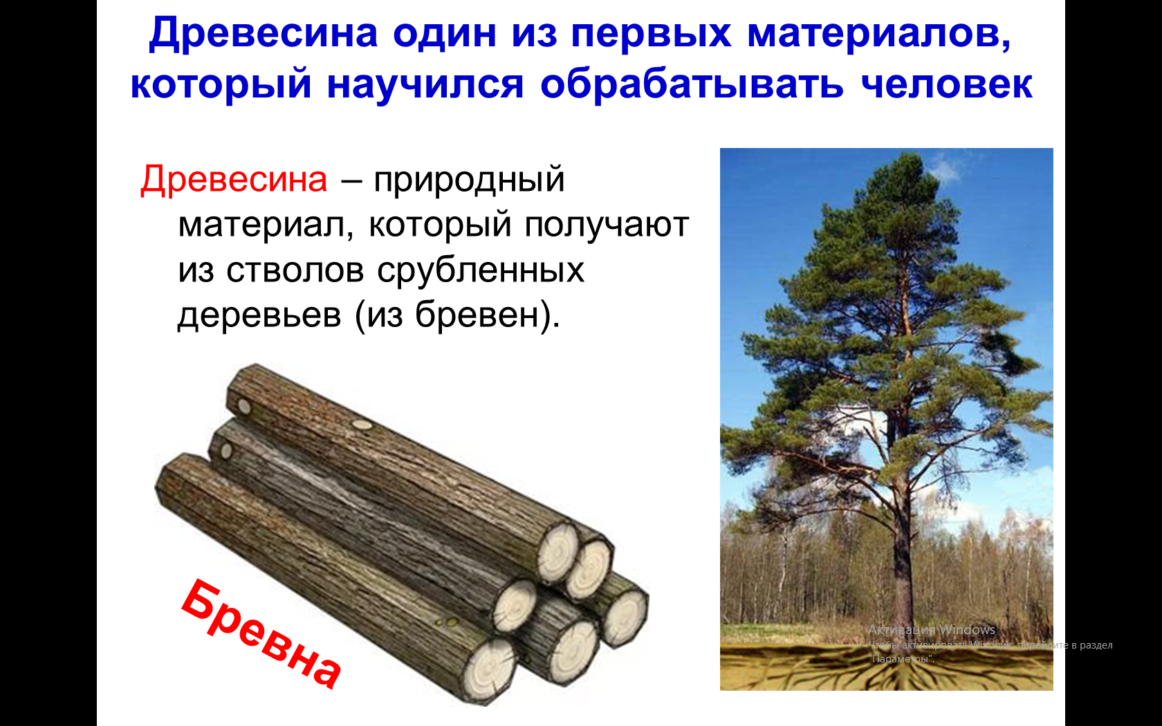 В чем отличие между деревом и древесиной
