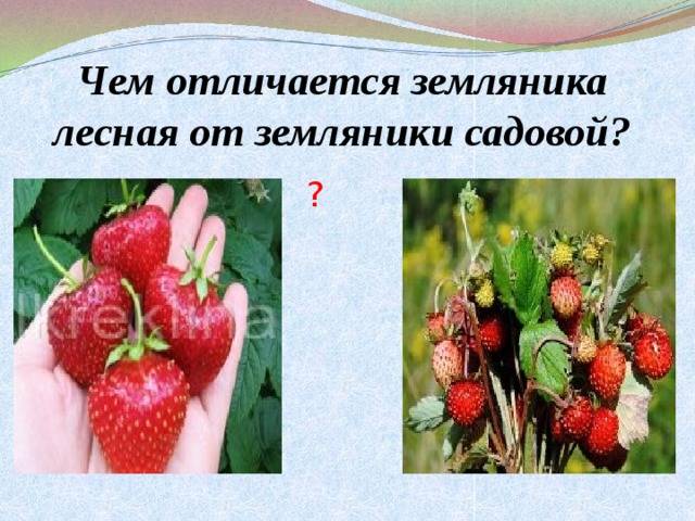 Виктория ягода и клубника: основные различия и как их отличить