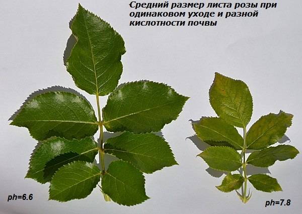 Чем отличается шиповник от розы ругозы? важные отличия и сходства