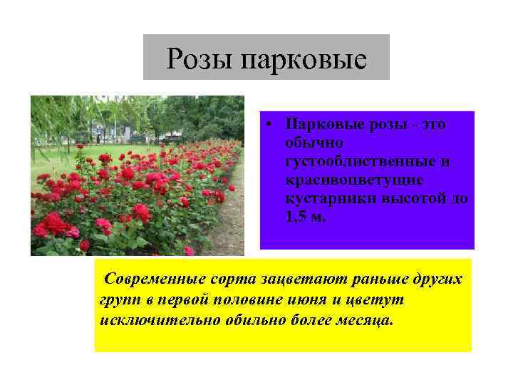 Лучшие сорта роз