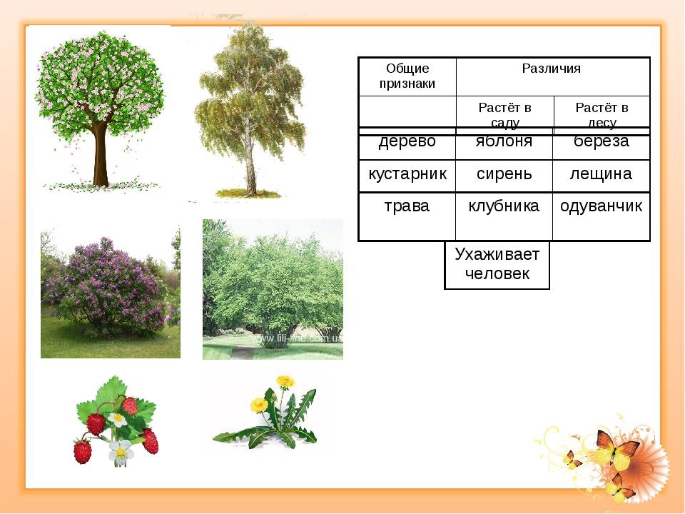 Описание групп растений: таблица признаков (окружающий мир, 2 класс)