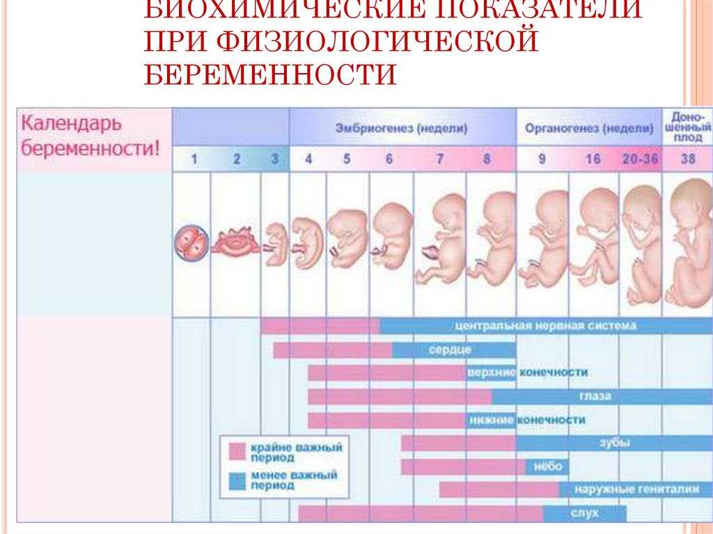 Акушерские недели беременности — как считать акушерские недели беременности — центр гинекологии и акушерства