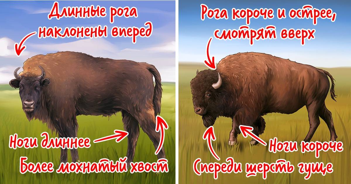 Животное бизон, образ жизни и особенности дикого быка