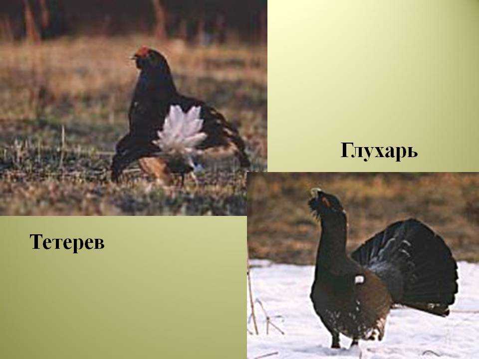 Чем отличается тетерев от глухаря