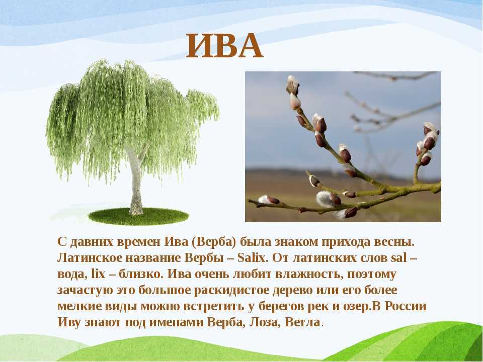 В чем разница между ивой и вербой?