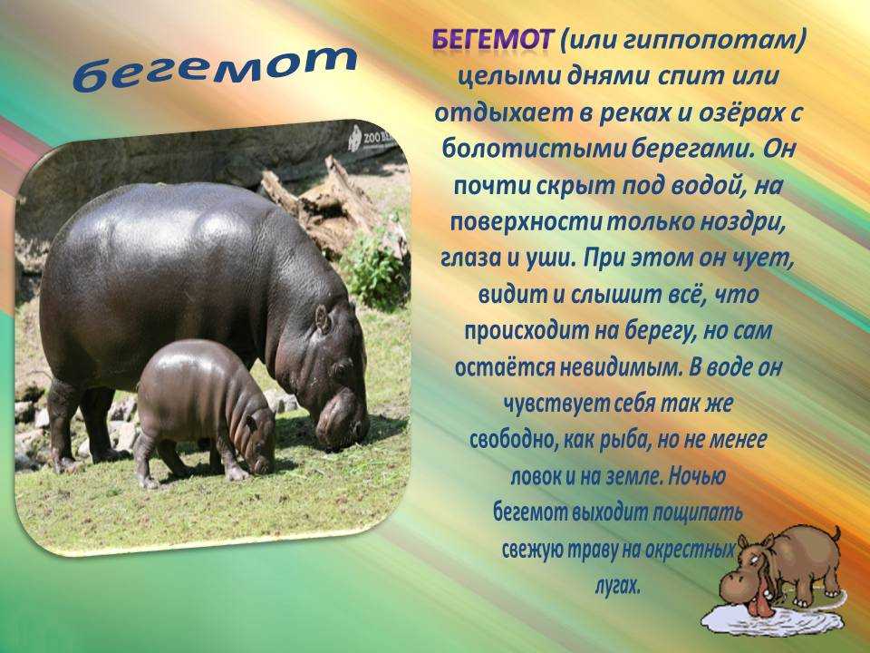 Чем отличается бегемот от гиппопотама?