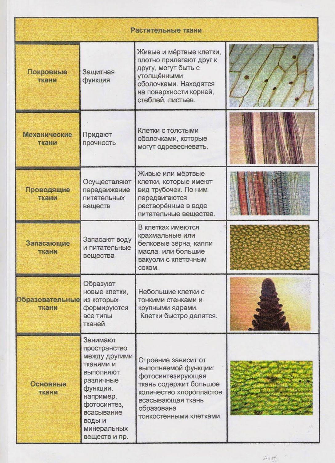 Типы ткани и их особенности строения и месторасположение в организме