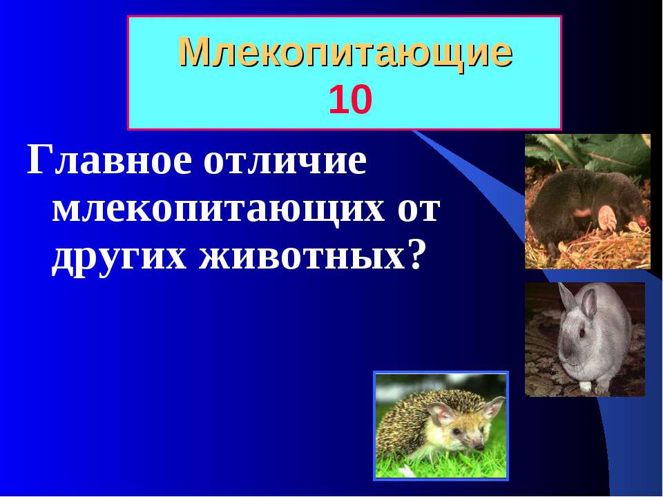 Чем животные отличаются от млекопитающих