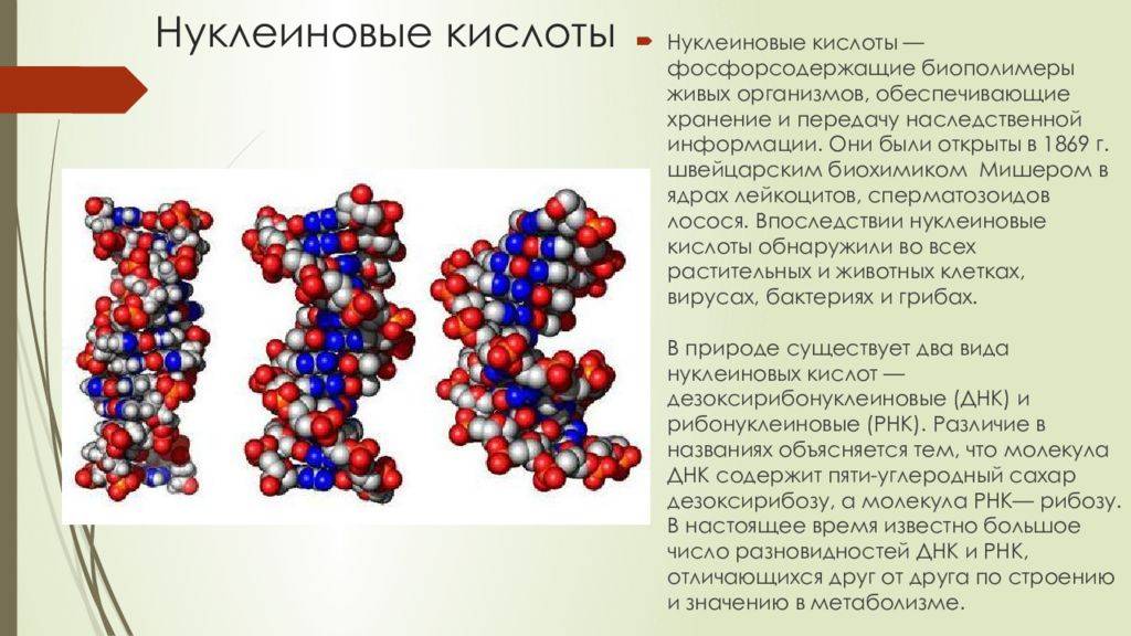 Химический состав, структура и свойства нуклеиновых кислот — в чем их отличие от белков и полисахаридов?