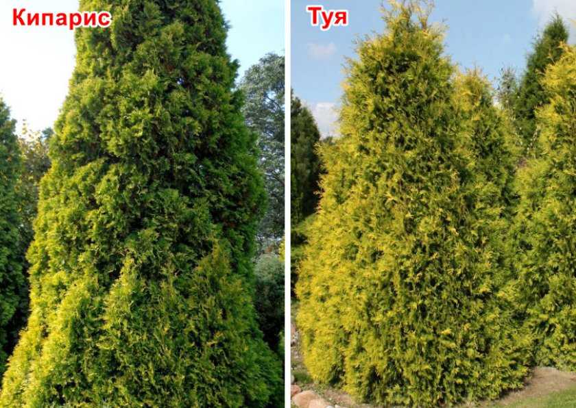 Отличие туи от кипарисовика - садоводство - 2024