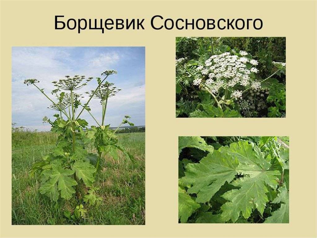 Такие разные борщевики