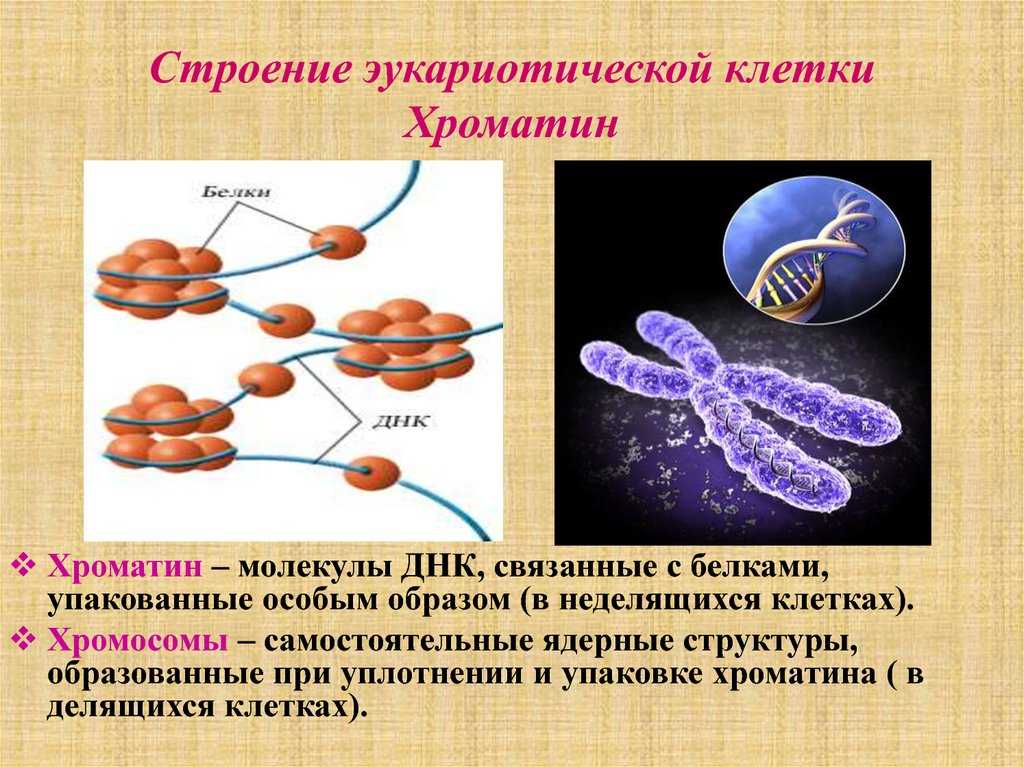 Особенности ⭐️ химического строения и структуры хромосомы человека