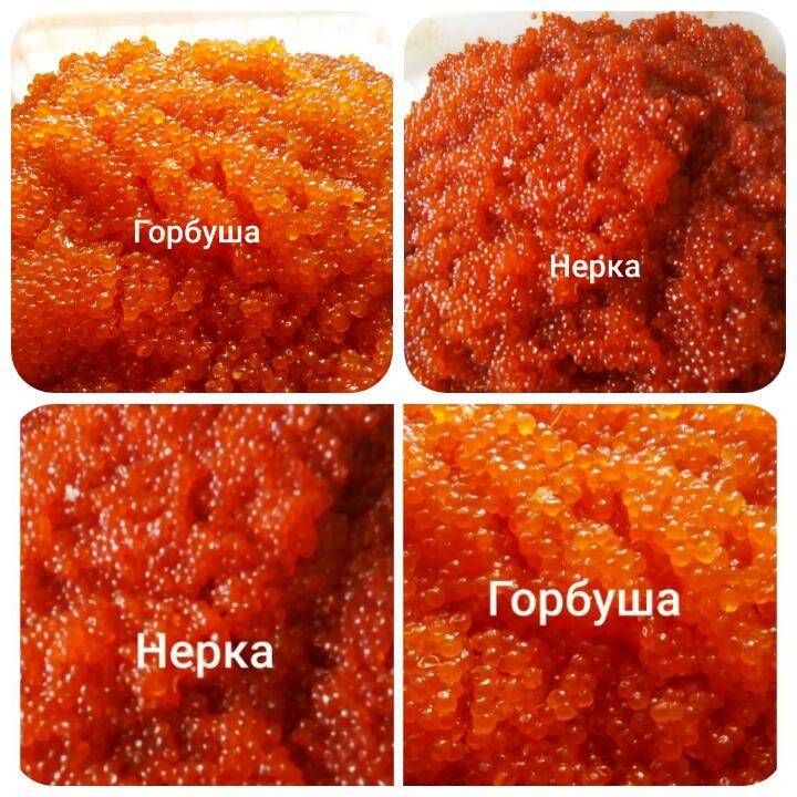 Что дороже икра кеты или горбуши?