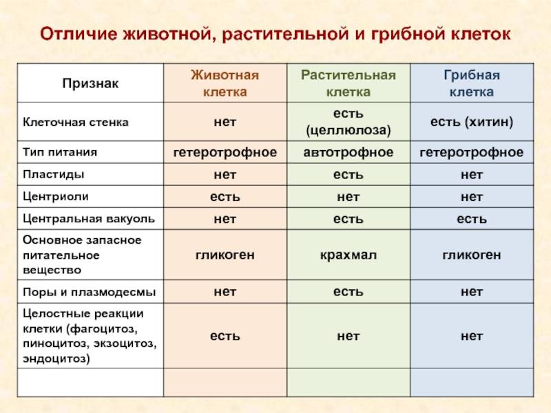 Сравнение строения животных, растительных, грибных и бактериальных клеток