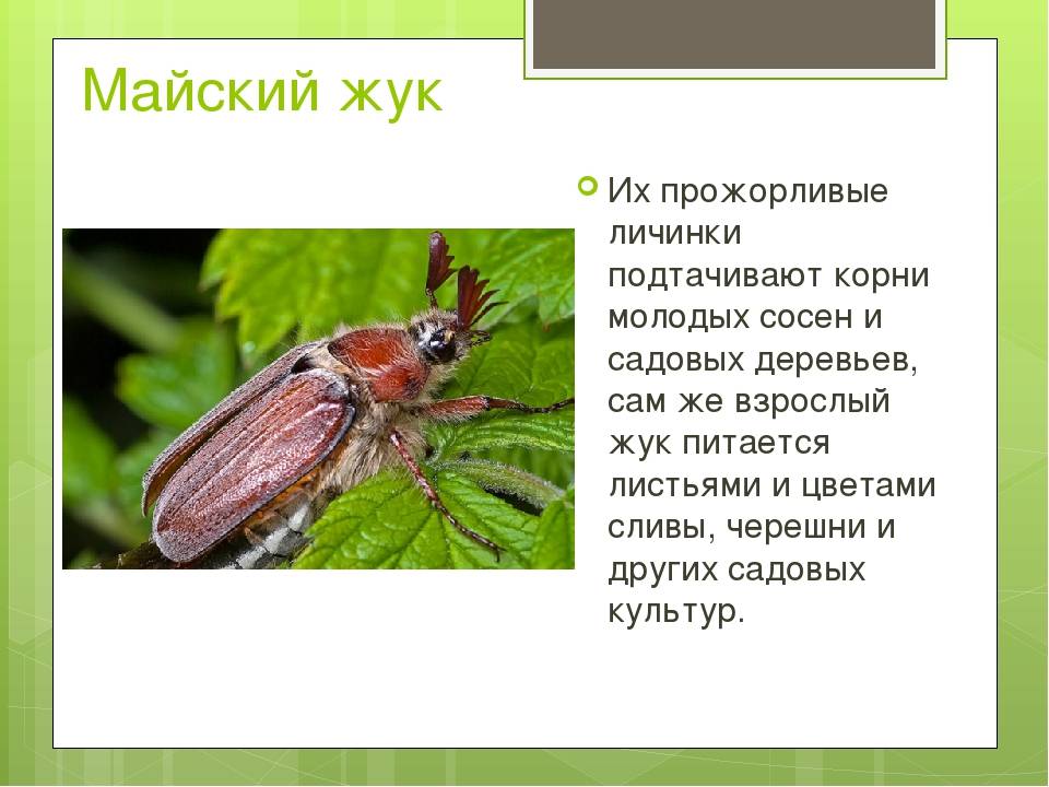 Доклад июньский жук 3 класс сообщение