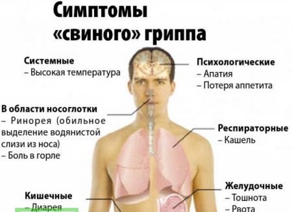 Свиной грипп 2022: симптомы, лечение, профилактика