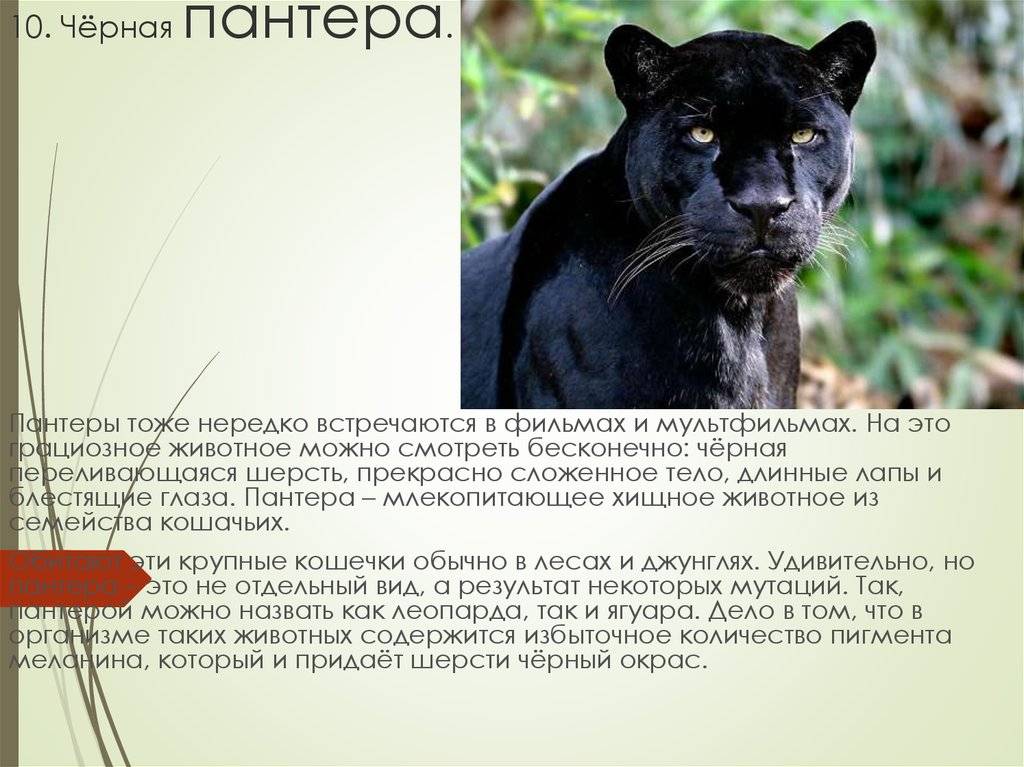 Разница между пумой и пантерой: особенности и характеристики - questquotient.ru