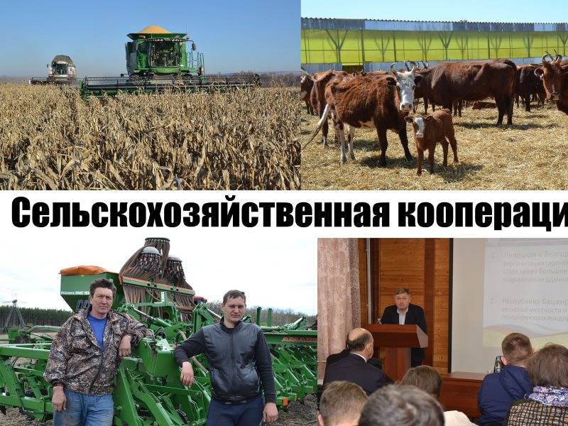 В чём отличие колхоза от совхоза? разница между совхозом и колхозом.