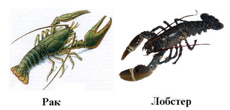 Lobster vs crayfish: difference and comparison