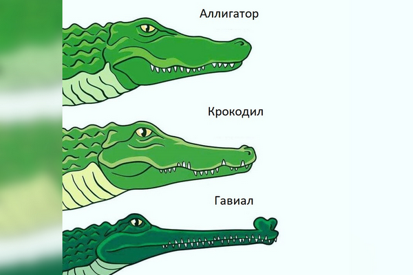 Крокодил или аллигатор: кто крупнее и опаснее | интересный сайт