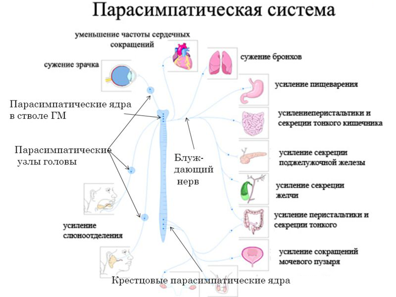 Симпатическая и парасимпатическая нервная система человека