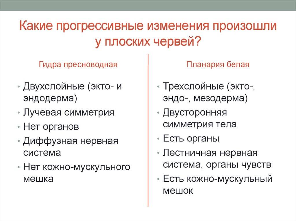 Сравнительная характеристика кишечнополостных и плоских червей. каковы отличия плоских червей от кишечнополостных