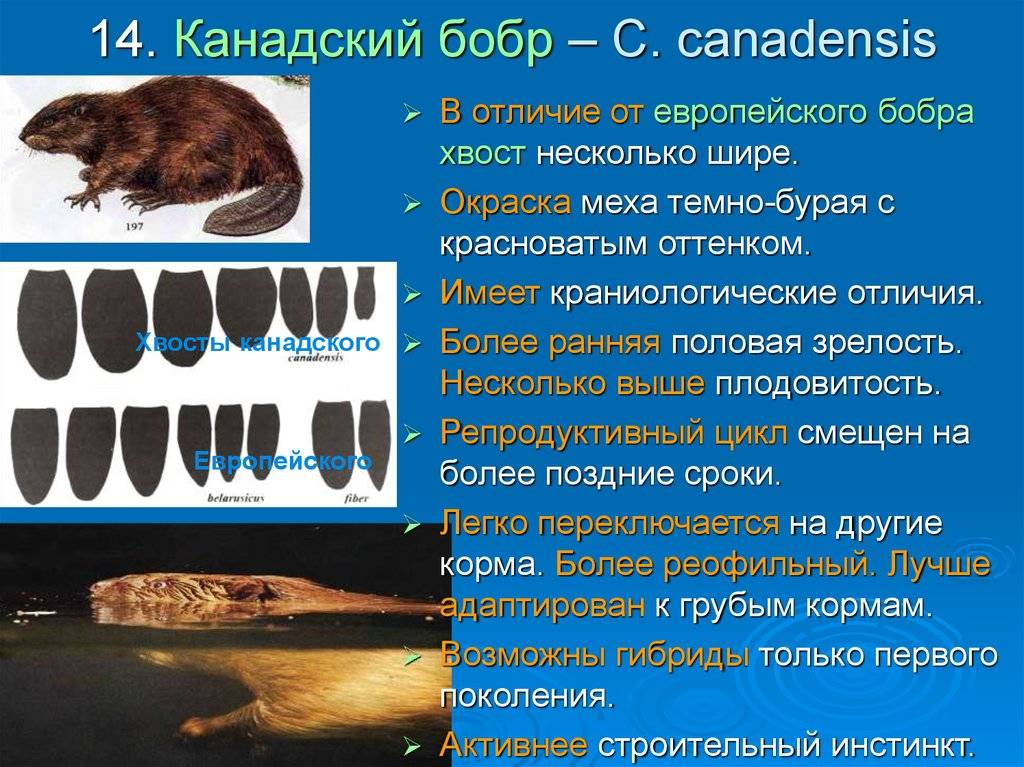 Бобр обыкновенный: описание животного, фото, ареал обитания, питание, повадки, враги, сколько живет