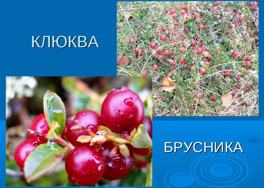 Клюква и брусника: отличия, фото