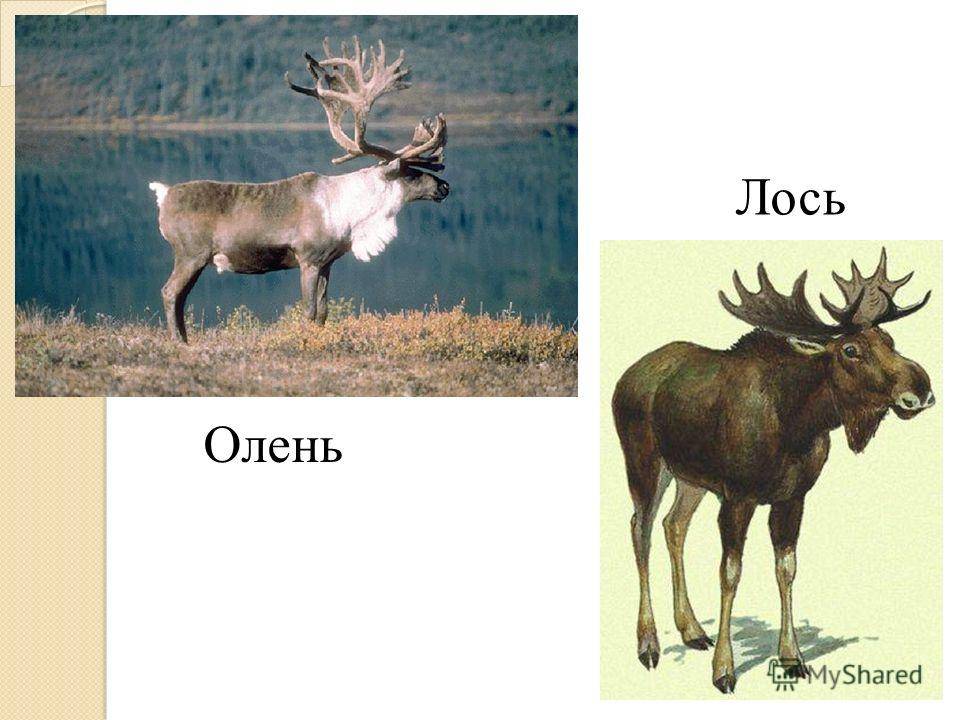 Чем отличается лось от оленя: особенности и отличия