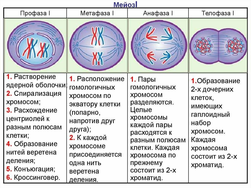 Жизненный цикл клетки. митоз. мейоз