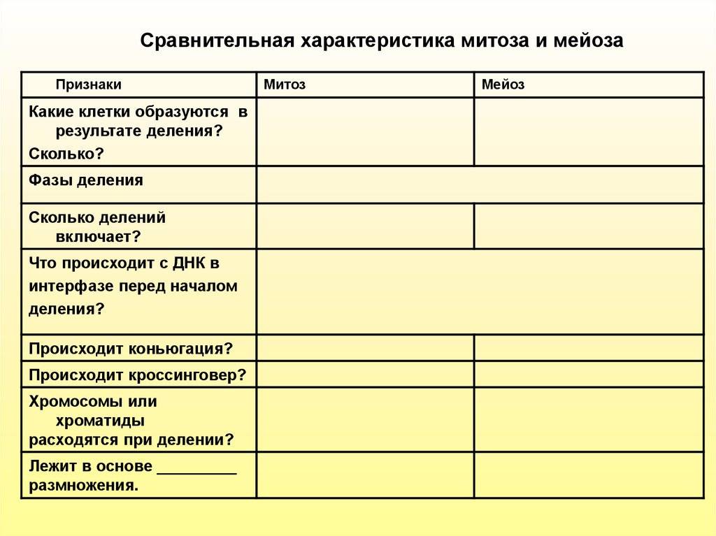 Митоз и мейоз – кратко и понятно об отличиях - ektpol