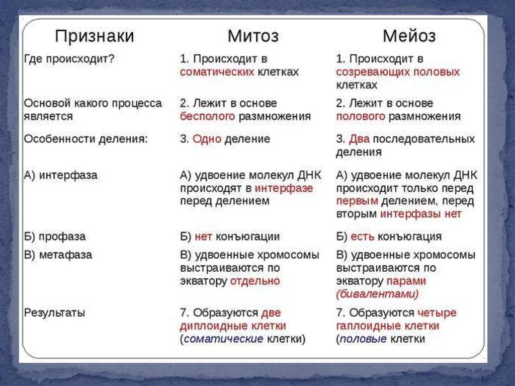 Мейоз | цитология | биология