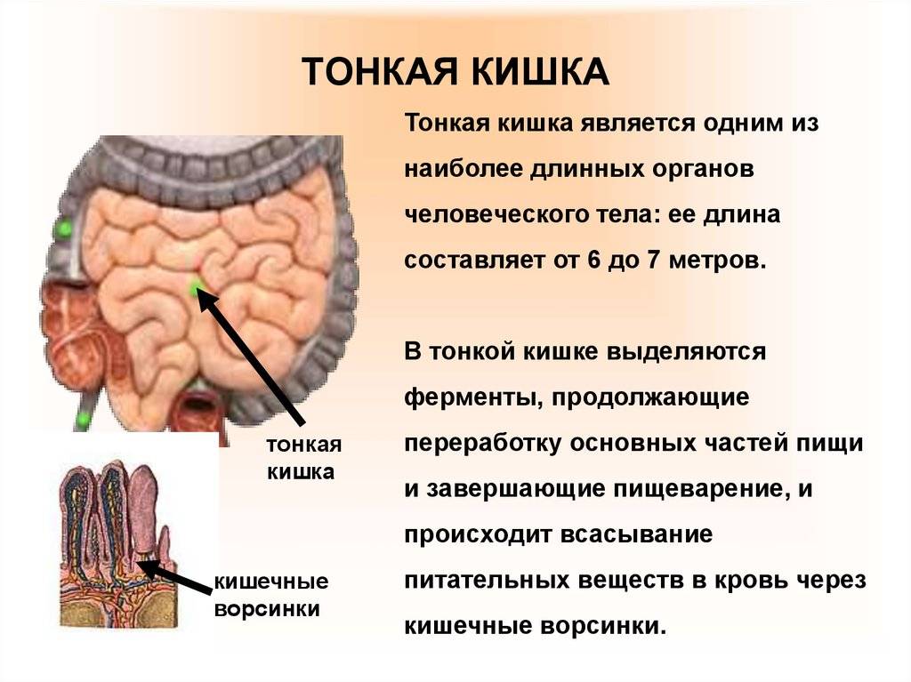 Анатомические различия