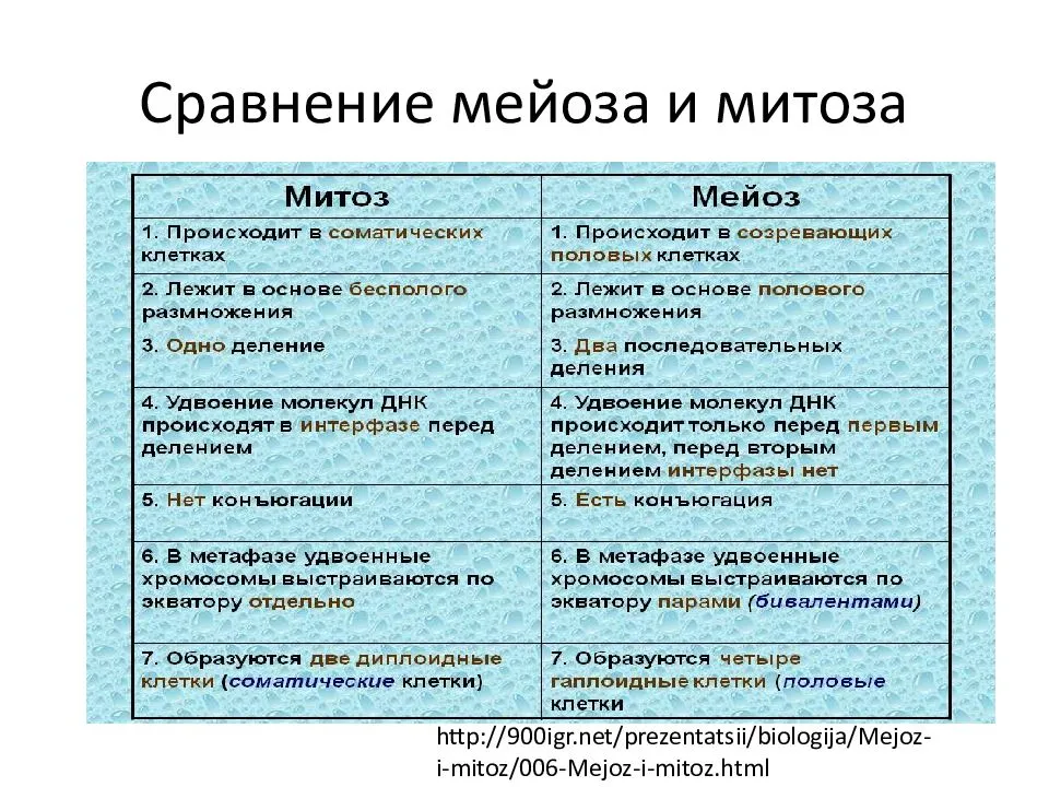 Основные отличия митоза от мейоза