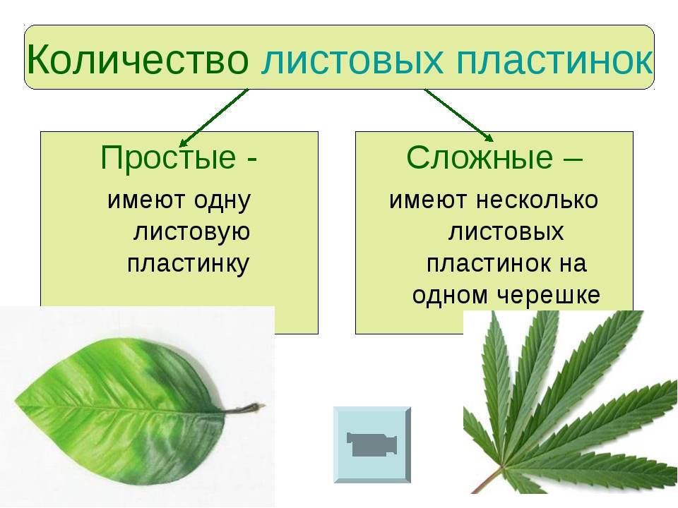 Строение листа растения и типы расположения листовых пластин
