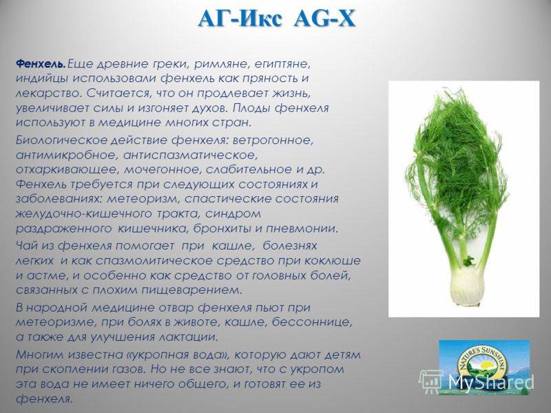 Чем отличается фенхель от укропа