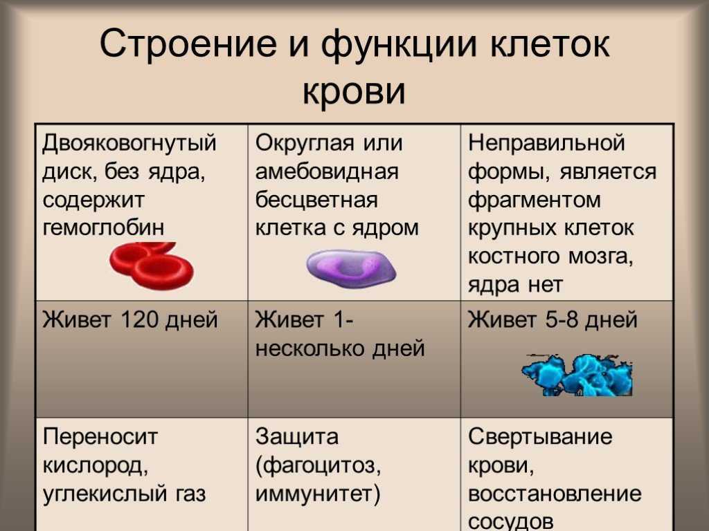 Чем лейкоциты отличаются от эритроцитов: сравнение клеток