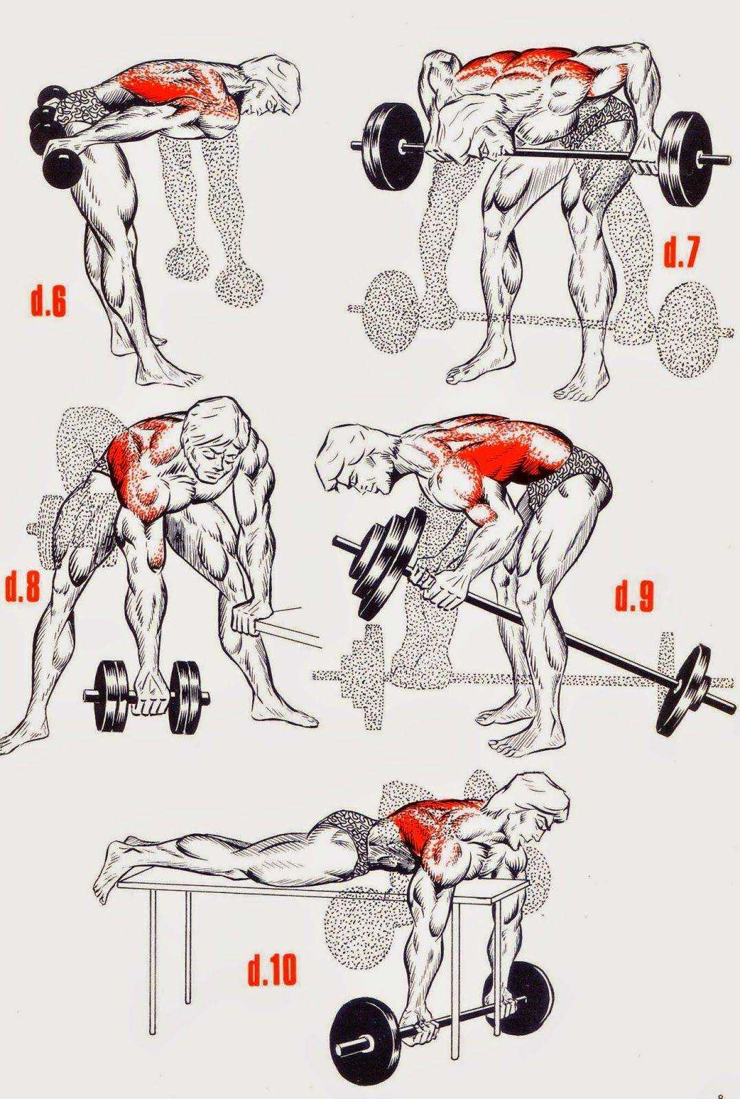 Штанга или гантели? | musclelife.ru