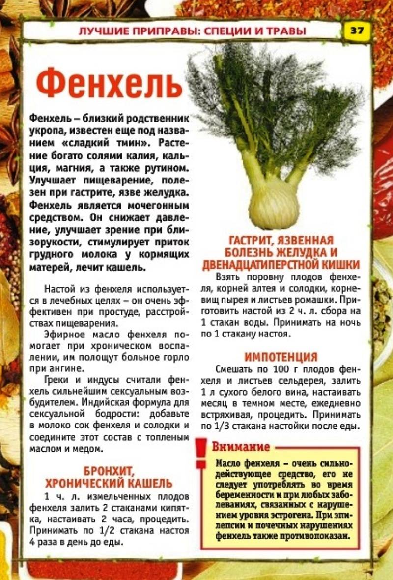 Фенхель и укроп: в чем разница этих растений