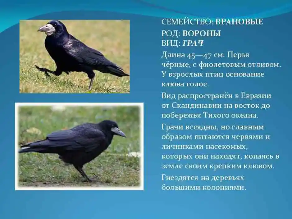 Чем отличаются вороны, грачи, сороки и галки
