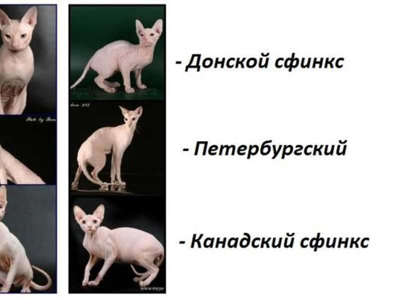 Чем отличается донской сфинкс от канадского сфинкса?