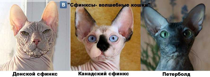 Донской и канадский сфинкс: отличия пород, описание, фото и отзывы