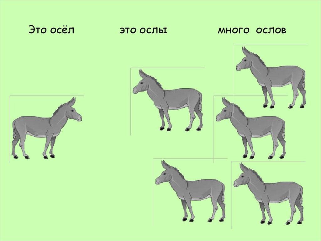 Ишак и осел: в чем разница между ними? какая разница между ослом и ишаком