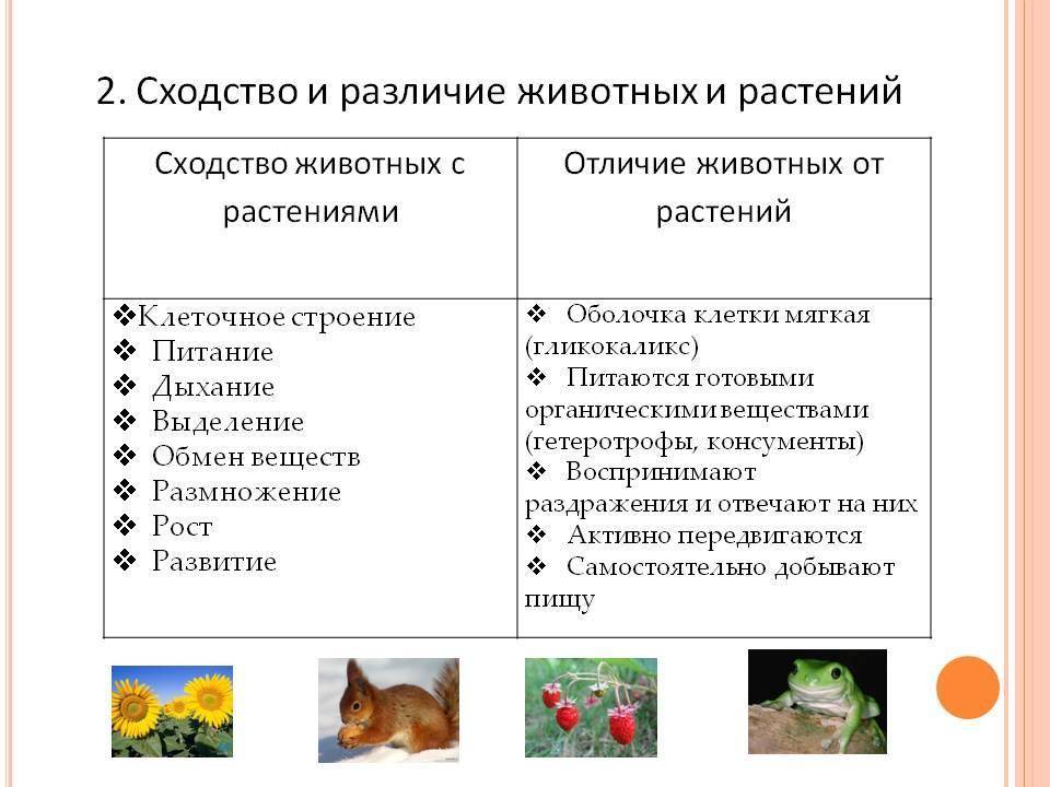 Основные различия растений и животных | student guru