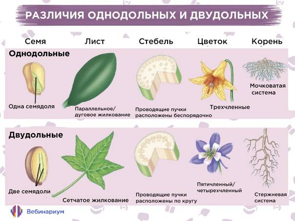 Характерные признаки классов однодольные и двудольные